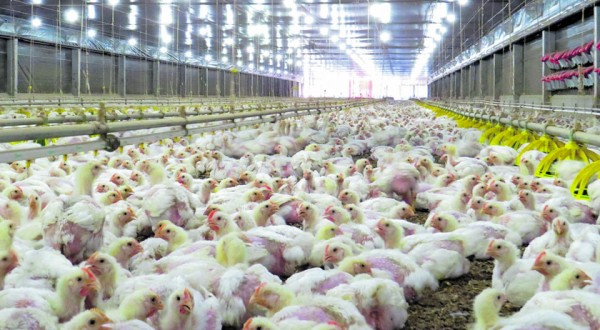 Japão suspende compras de carne de frango de Santa Catarina