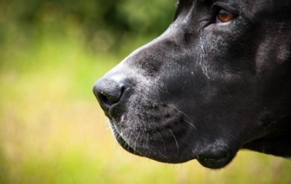 Tutor de pitbull é preso após cão atacar criança e idoso