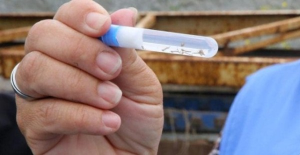 Paraná registra mais quatro óbitos em decorrência da dengue