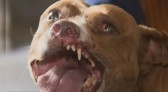 Denúncias de maus-tratos contra animais quase triplicam no Paraná em pouco mais de um ano, diz polícia
