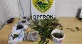 BPFRON apreende maconha em planta, mudas e pronta para venda