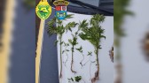 Canteiro de maconha é localizado em área de mata pela Polícia Militar