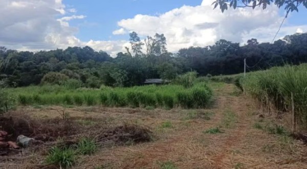 Idoso morre após ser atacado por abelhas durante roçada; uma pessoa está na UTI