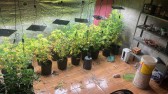Polícia Militar descobre estufa com mais de 40 pés de maconha