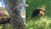 PRF salva de atropelamento filhote de tamanduá-mirim na BR-282 entre SMOeste e Paraíso