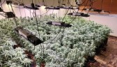 Moradores sentem cheiro, denunciam e Polícia Militar encontra estufas de maconha no Paraná