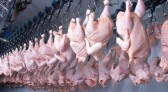 Mais um frigorífico do Paraná é habilitado para exportar frango halal para a Malásia