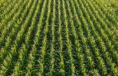 Agropecuária brasileira deve faturar R$ 1,4 trilhão em 2026