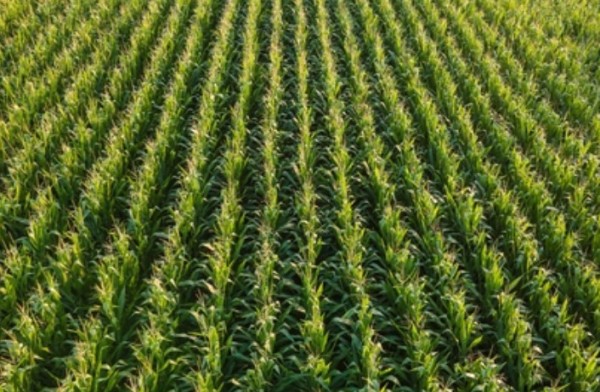 Agropecuária brasileira deve faturar R$ 1,4 trilhão em 2026