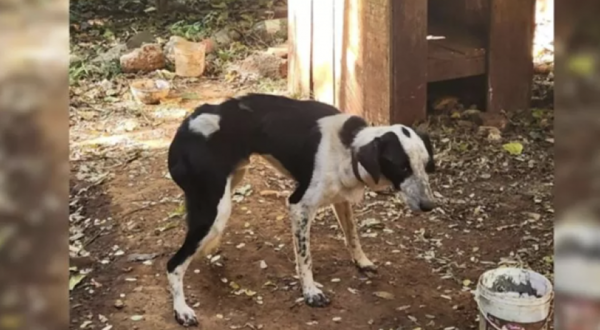 Homem denunciado pelo MPSC por maus-tratos contra um cachorro é condenado a três anos de reclusão