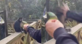 Macaco-prego é agredido por visitante dentro de parque ecológico