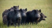 Deputados querem discutir avanço de javalis e impactos na agricultura catarinense