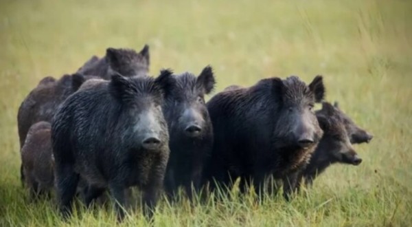 Deputados querem discutir avanço de javalis e impactos na agricultura catarinense