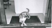 Morador que jogou ácido em cão de rua no Oeste tem prisão decretada