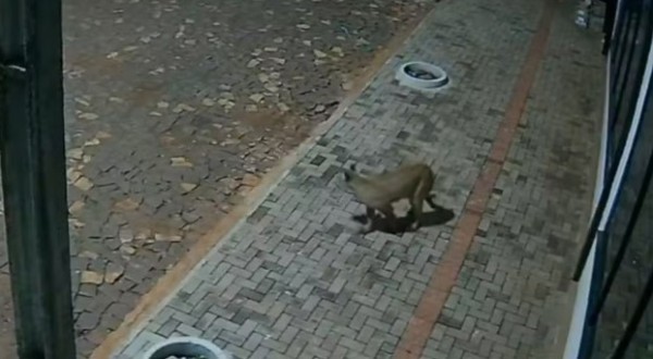 Onça-parda é flagrada por câmeras nos fundos de pizzaria e assusta moradores no Paraná