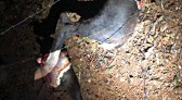 Ladrões de gado são surpreendidos e abandonam partes do animal no local