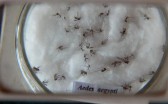 Sesa confirma três novos óbitos por dengue no Paraná