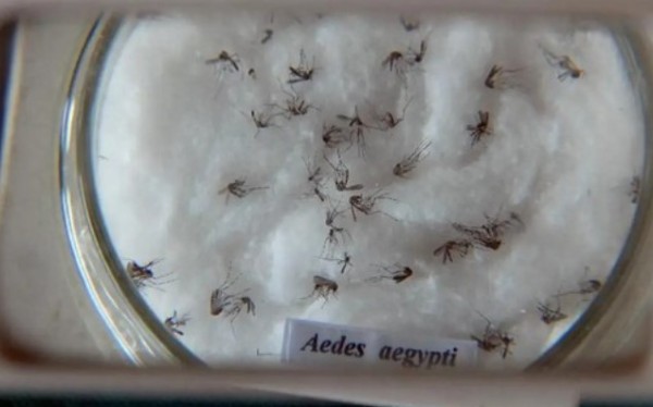 Sesa confirma três novos óbitos por dengue no Paraná
