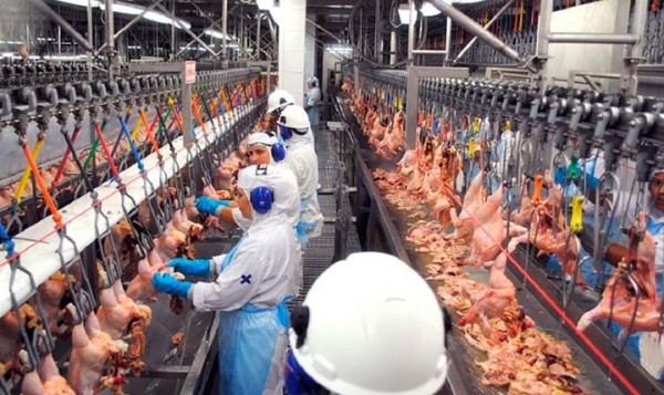 Exportações de frango brasileiro batem recorde em 2022