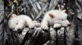 Lobo-terrível, extinto há 10 mil anos, volta à vida por meio da ciência