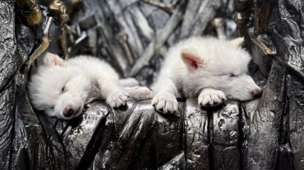Lobo-terrível, extinto há 10 mil anos, volta à vida por meio da ciência