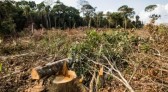 Brasil é o país que mais desmata florestas tropicais no mundo, diz ONG