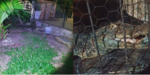 Jacaré de aproximadamente 1,7 m e 50 kg é encontrado por crianças em pátio de casa no RS