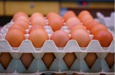 Preços dos ovos seguem em alta: boas perspectivas para produtores
