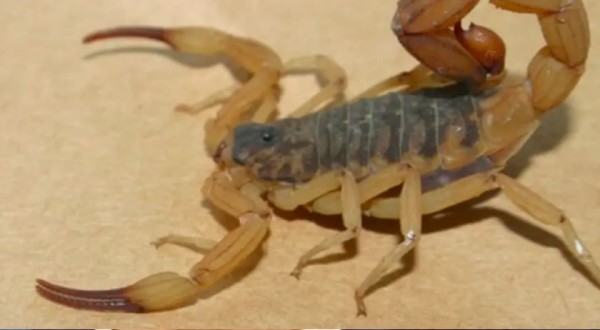 Picadas de escorpiões já causaram mais de 400 atendimentos em SC em 2025