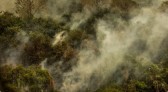Crise climática: Terra pode sofrer extinção em massa; diz pesquisador