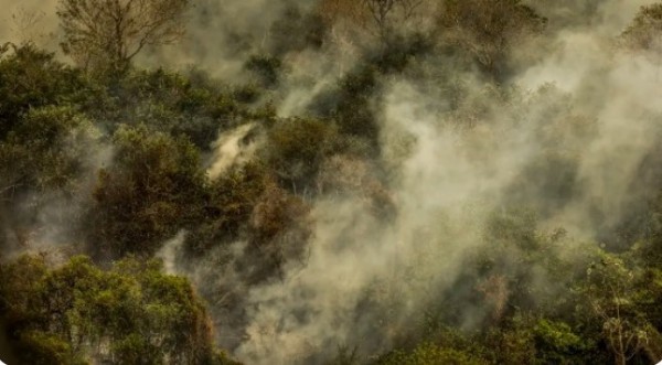 Crise climática: Terra pode sofrer extinção em massa; diz pesquisador