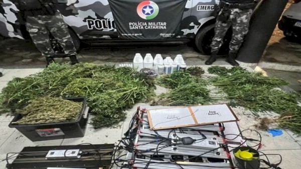 Polícia localiza estufa com plantação de maconha no Litoral de SC