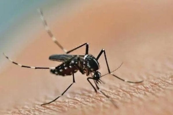 Governo do Estado apresenta ações de combate à dengue, em coletiva de imprensa nesta sexta