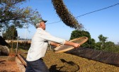 Café e soja garantem as maiores margens do ano para produtores paranaenses, aponta Deral