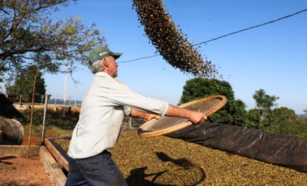 Café e soja garantem as maiores margens do ano para produtores paranaenses, aponta Deral