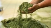 Produtores de erva-mate apostam na soja