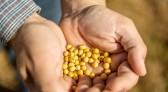 Sicredi atualiza projeções para a safra de soja e milho em Sondagem