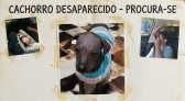 Cachorro da raça Pelado Mexicano, desaparece na comunidade Siqueira Bello, na Gruta de Santa Emília