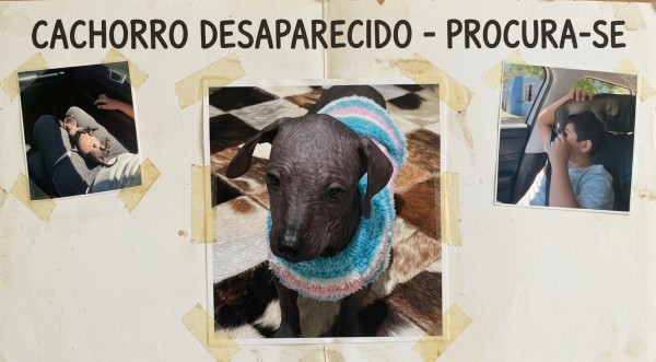 Cachorro da raça Pelado Mexicano, desaparece na comunidade Siqueira Bello, na Gruta de Santa Emília