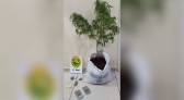 Denúncia anônima leva à prisão por posse de drogas