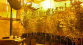 Estufa de maconha é encontrada dentro de residência em SC