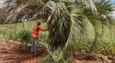 DNIT replanta espécies em extinção na obra da BR-163, no Extremo Oeste