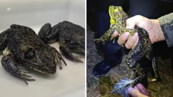 Rã gigante invasora que 'muge como boi' e põe em risco fauna em SC mobiliza pesquisadores