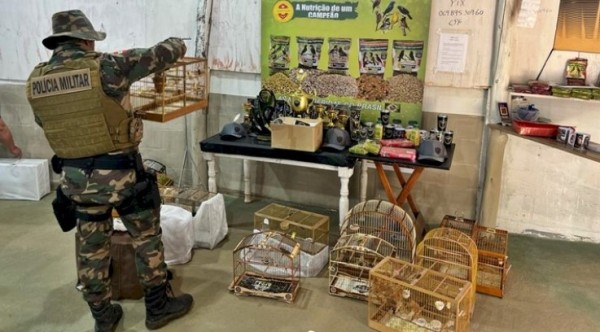 Polícia e Cidasc soltam pássaros silvestres e impedem torneio ilegal de canto em SC