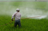 Entenda o que são e qual o seu papel na agricultura