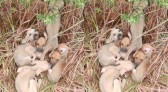 Seis cães são abandonados em estrada e polícia resgata filhotes no Oeste de SC