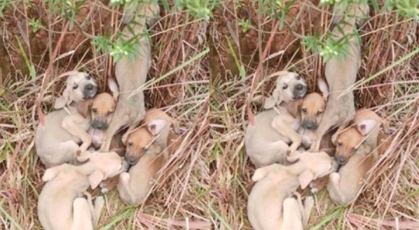 Seis cães são abandonados em estrada e polícia resgata filhotes no Oeste de SC