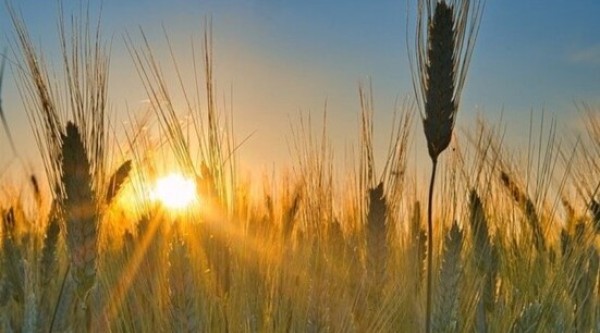 Agricultores adiam plantio de trigo