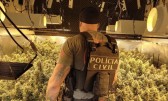 Polícia Civil descobre plantação de ‘supermaconha’