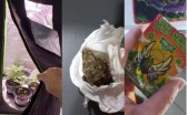 Ação conjunta das Polícias Civil e Militar apreende drogas, sementes e pés de maconha em Santa Helena